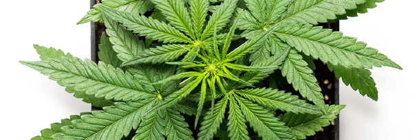 How Many Grams is a QP - Ounces, and Cost Explained